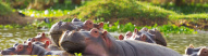 Téléchargé Hippopotamus Lake Naivasha