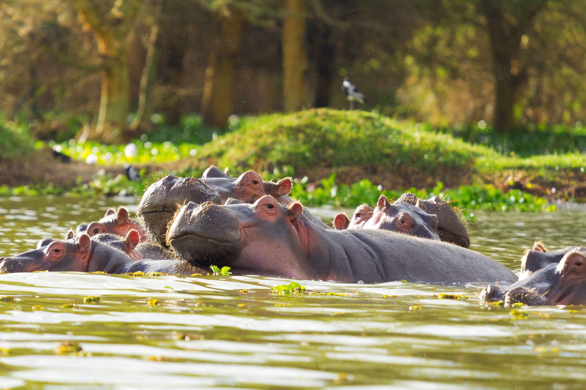 Téléchargé Hippopotamus Lake Naivasha