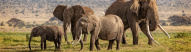 Elephant Family in Kenya