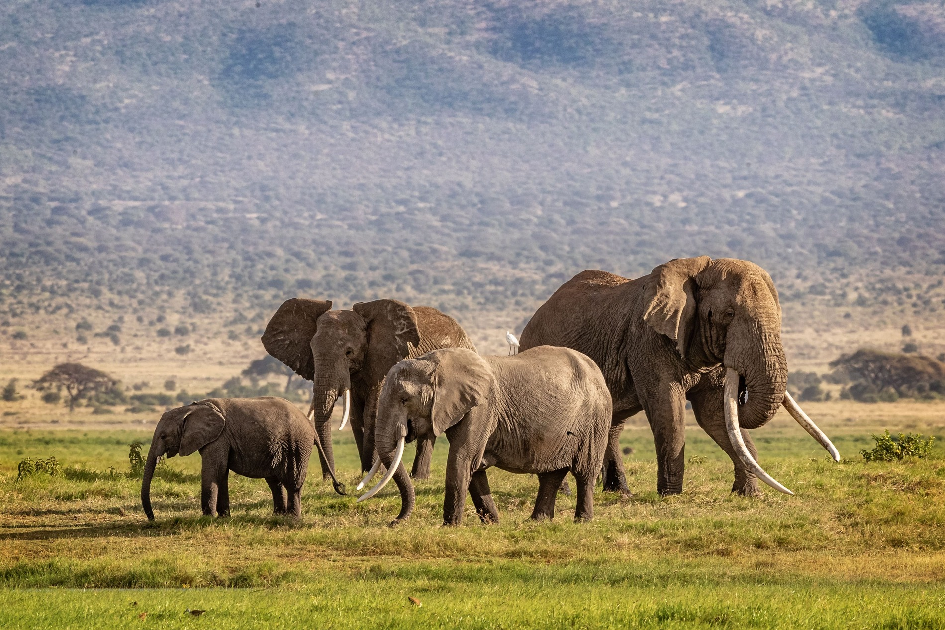 Elephant Family in Kenya