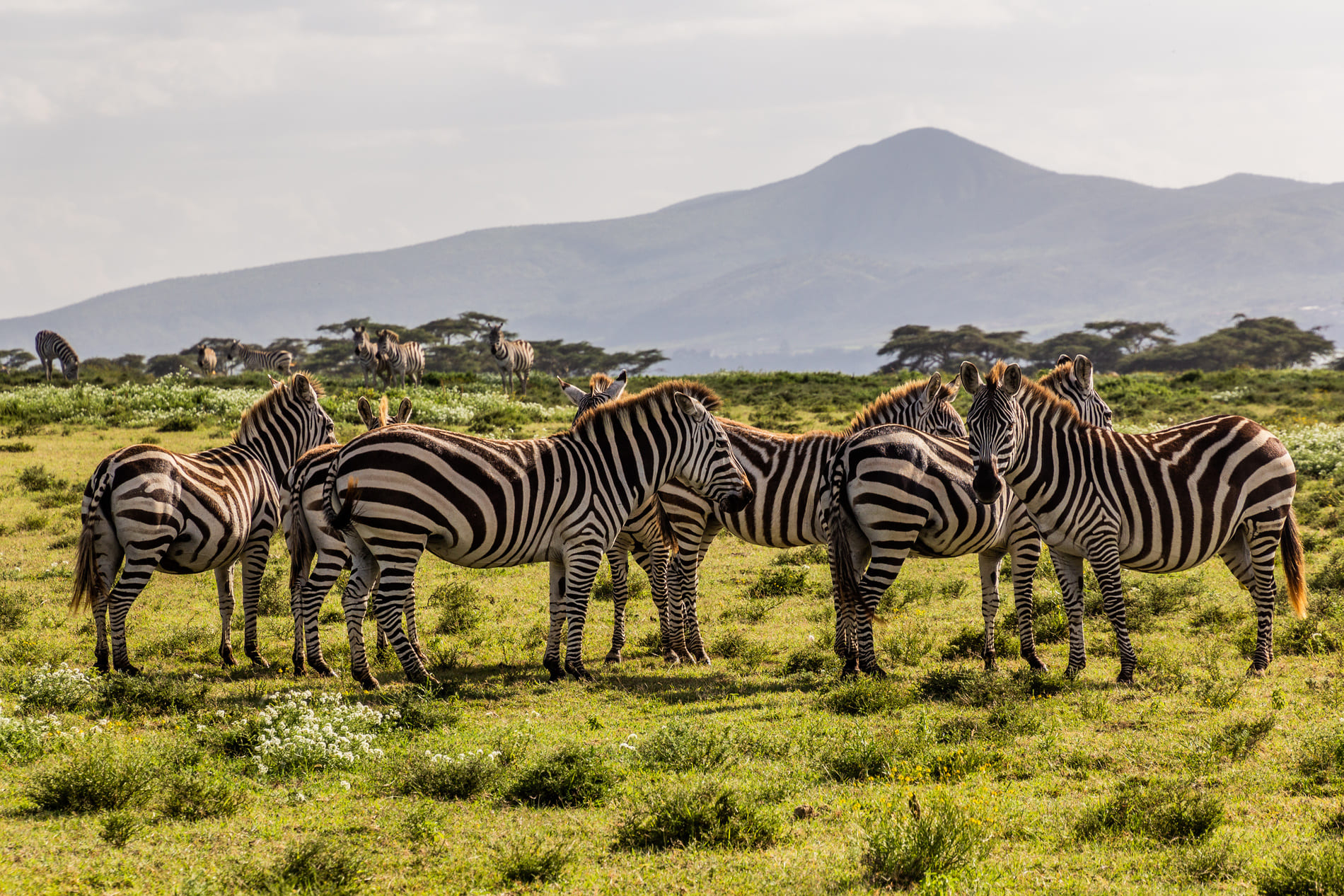 Naivasha lake,