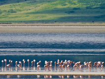 Ngorongoro