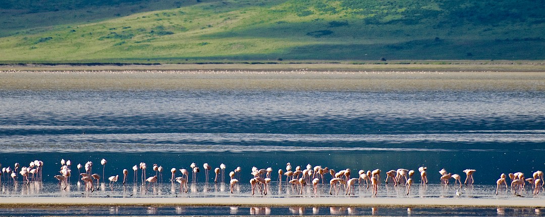Ngorongoro