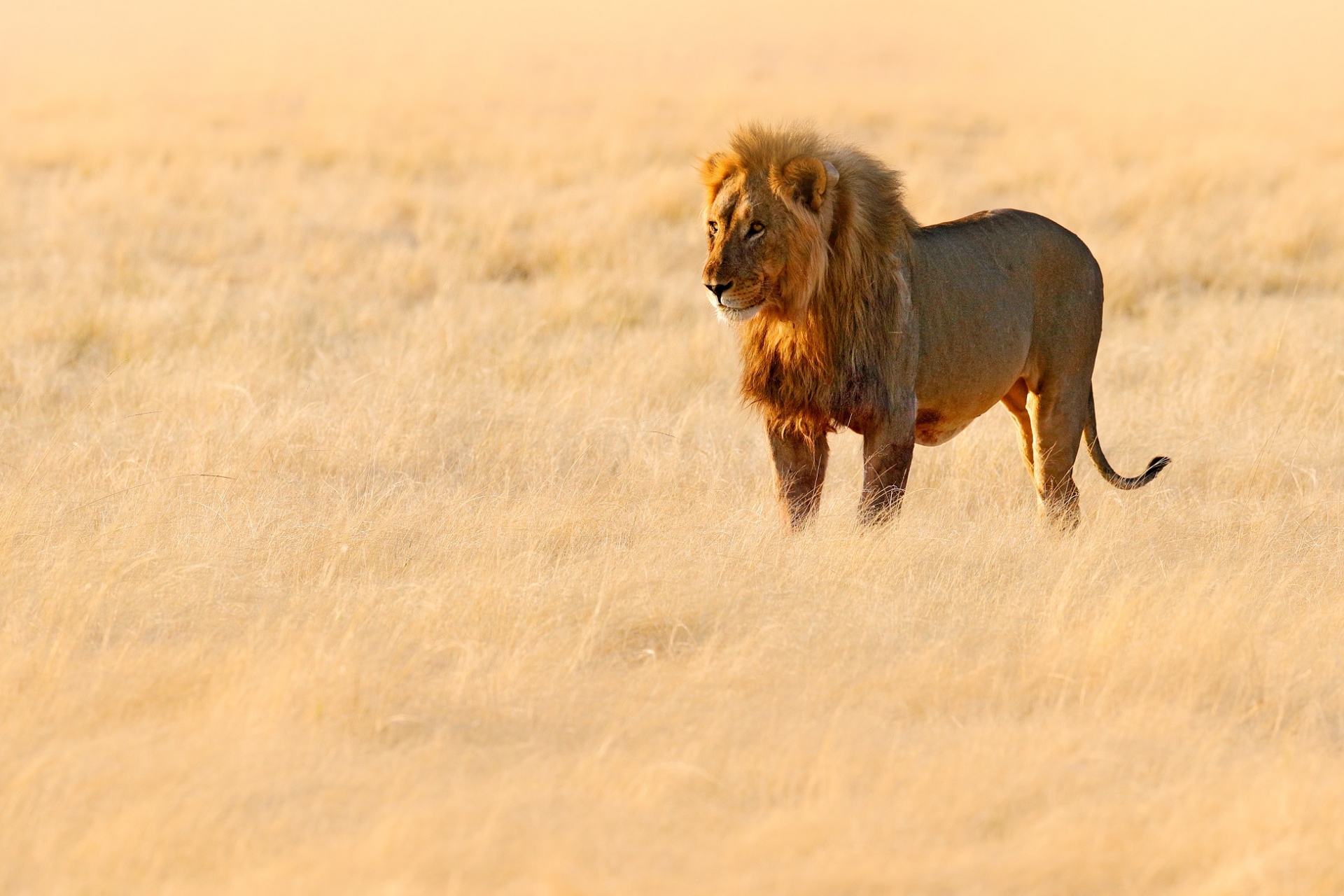 Lion-dans-la-savane-kenya