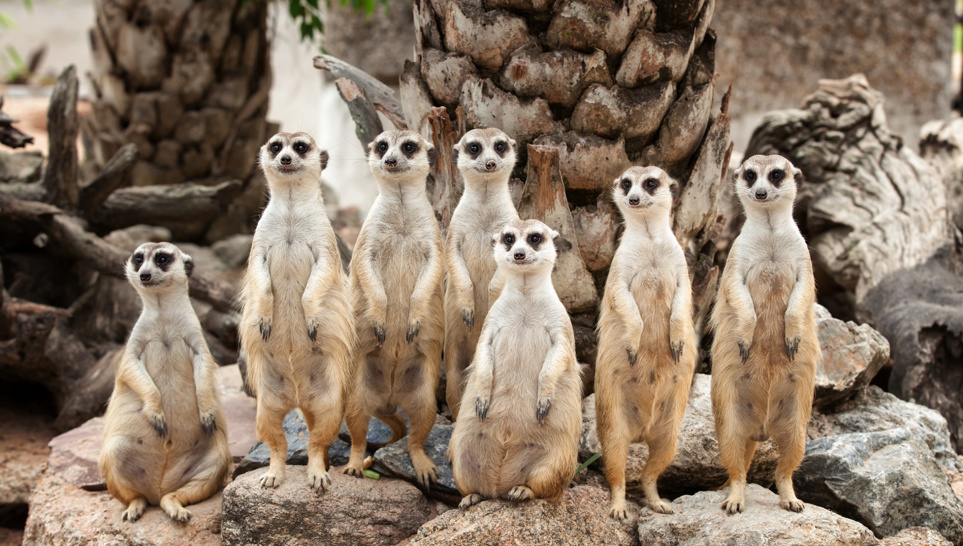 suricates kenya