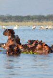 lac-naivasha-kenya