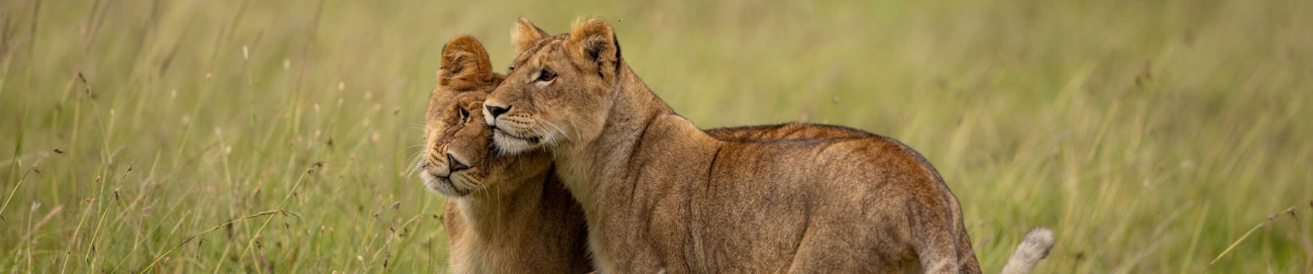 LION CUBS
