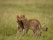 LION CUBS