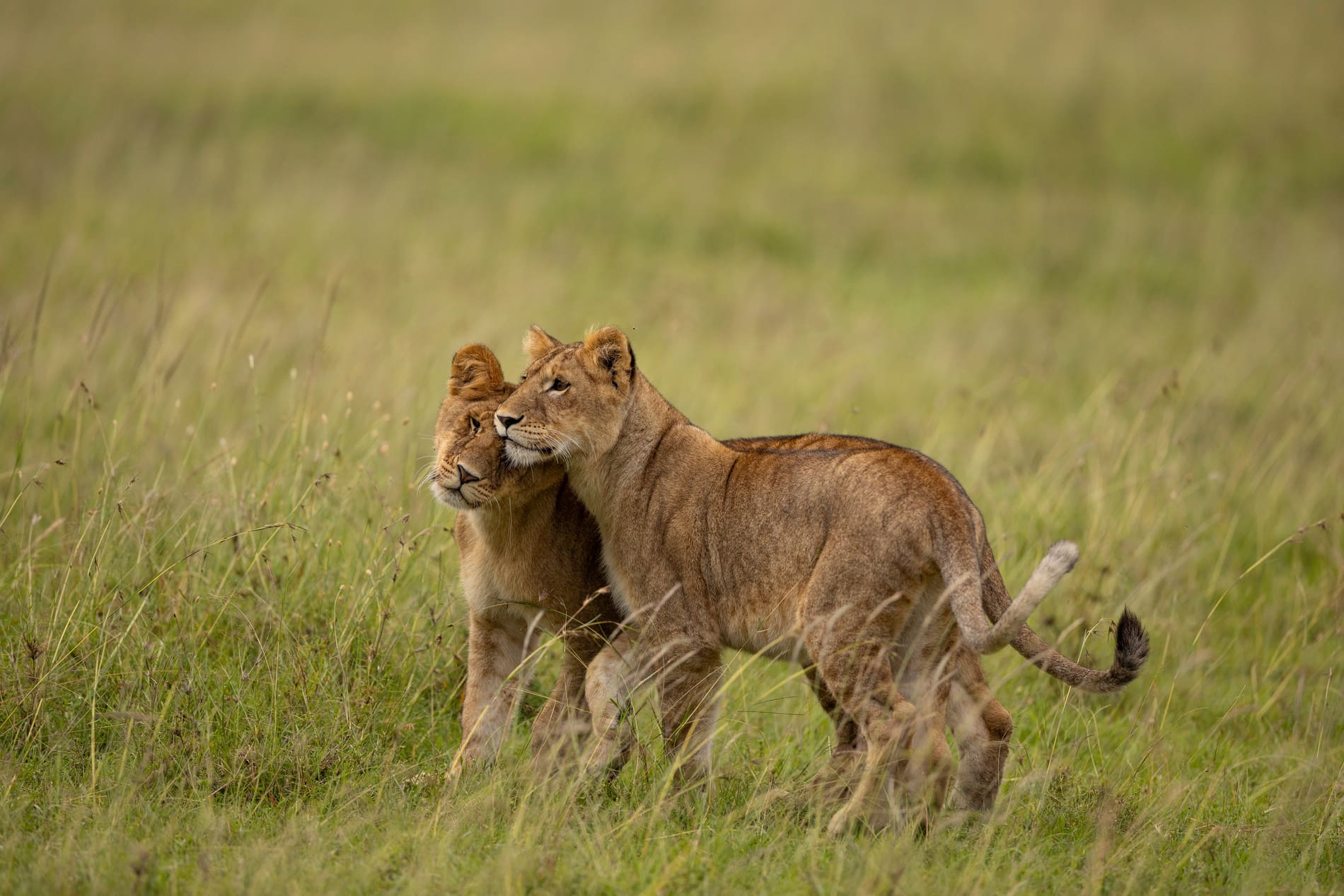 LION CUBS