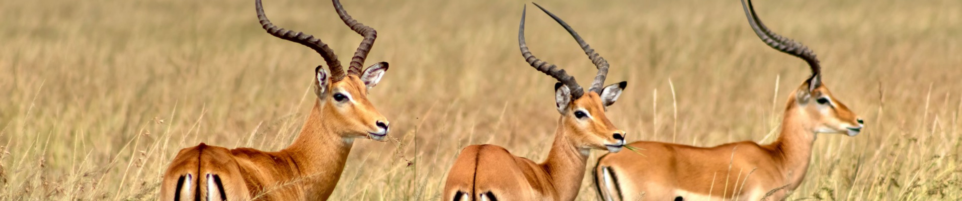 antelope in Amboseli