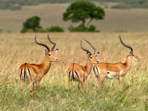 Antilope à Amboseli
