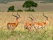 antelope in Amboseli