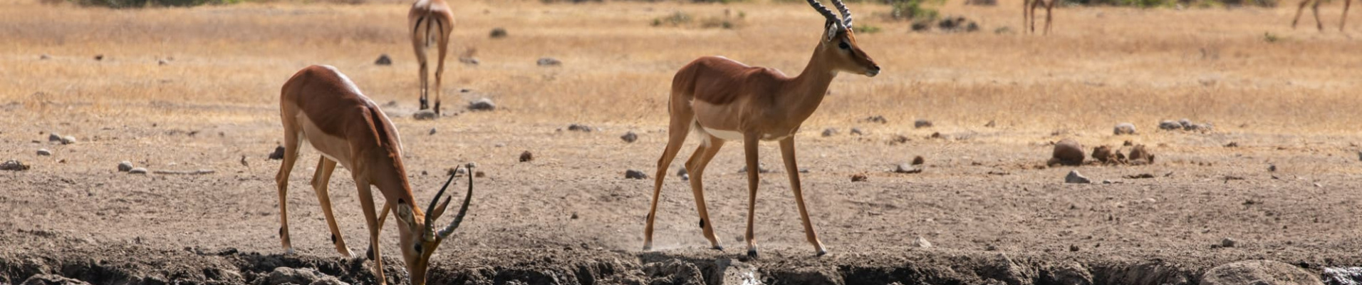 avis-clients-kenya