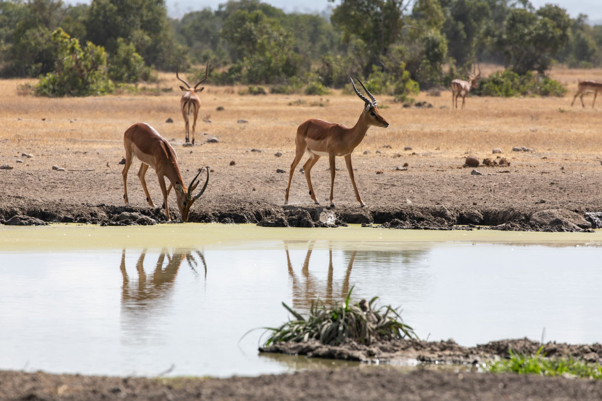 avis-clients-kenya