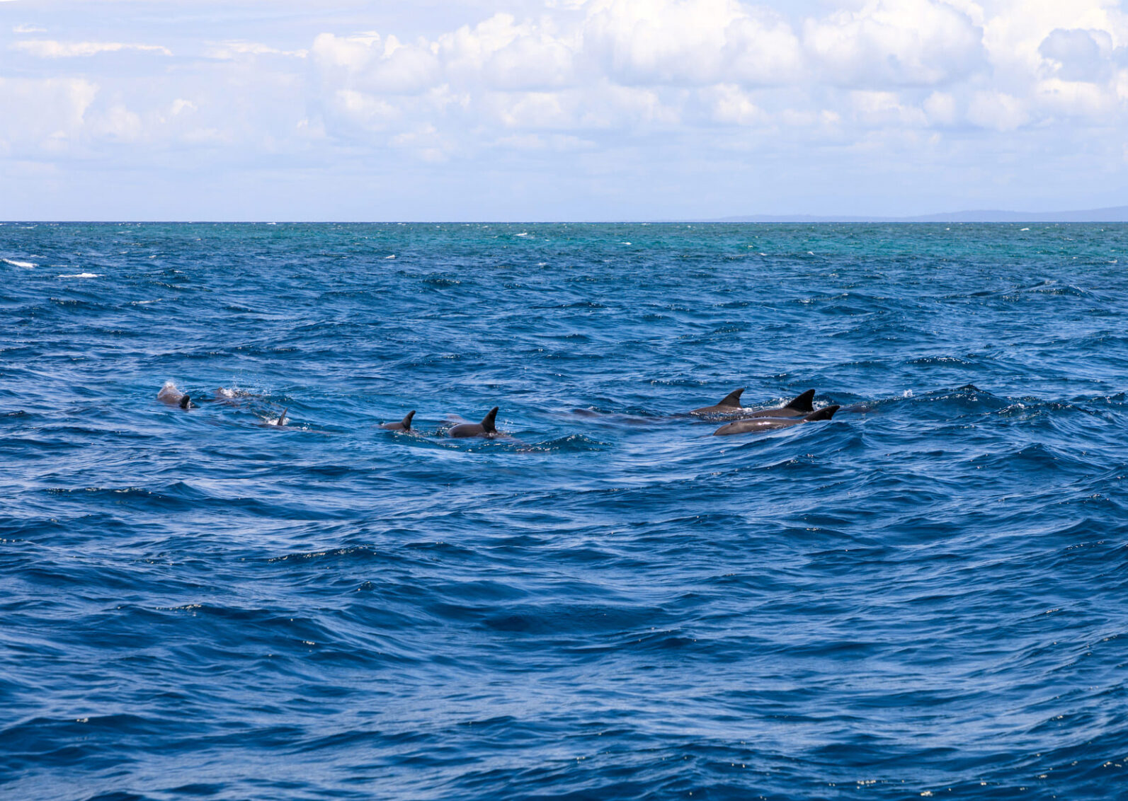 dauphin-plongee-kenya