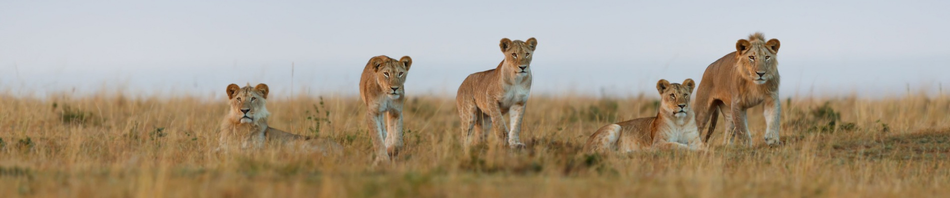 double-cross-lion