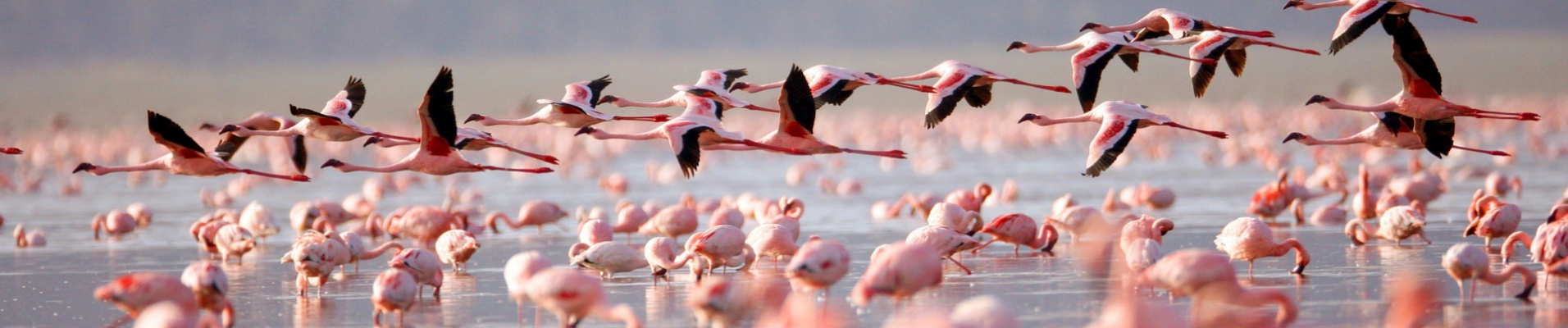 flamants-roses-lac-nakuru