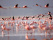 flamants-roses-lac-nakuru