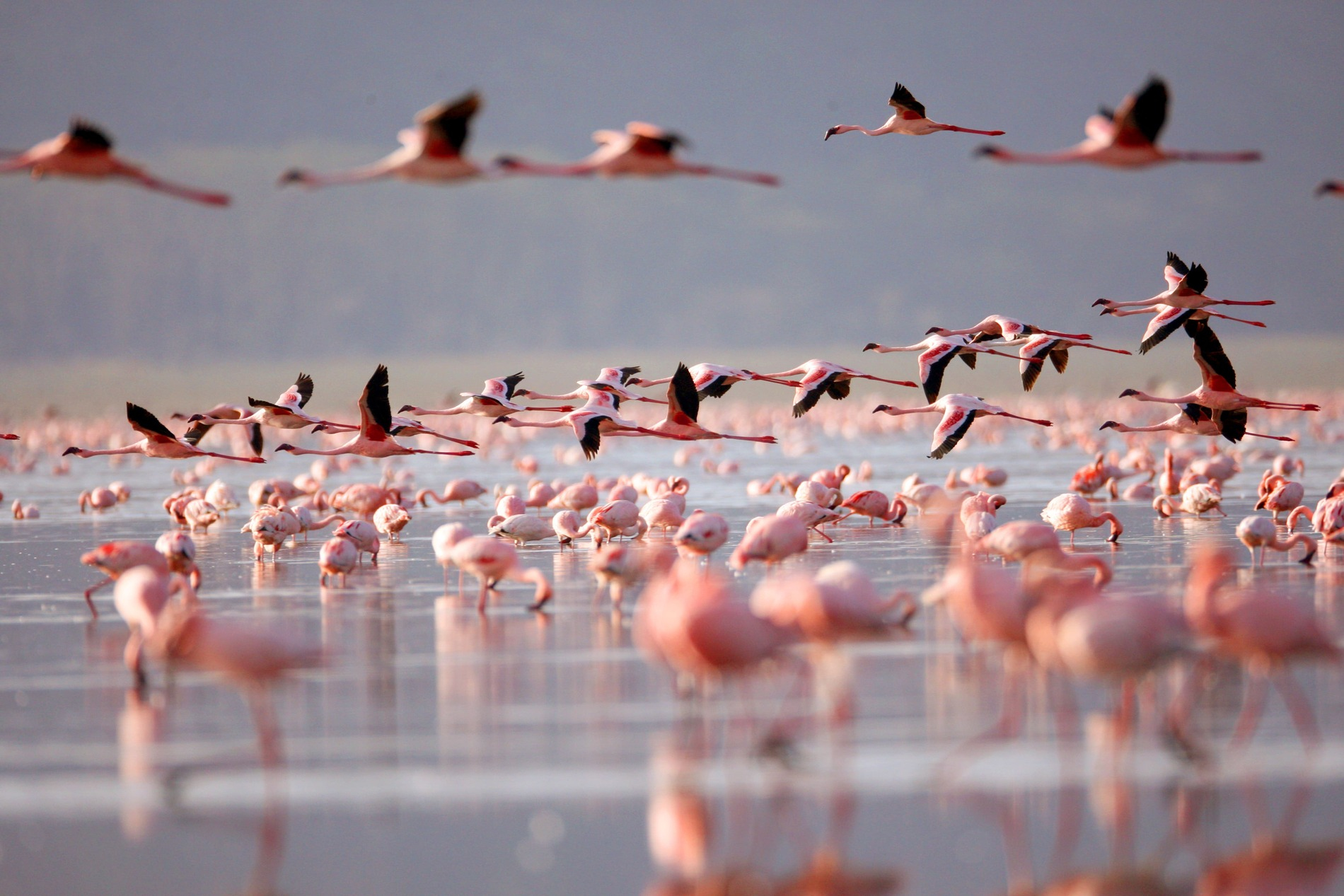 flamants-roses-lac-nakuru
