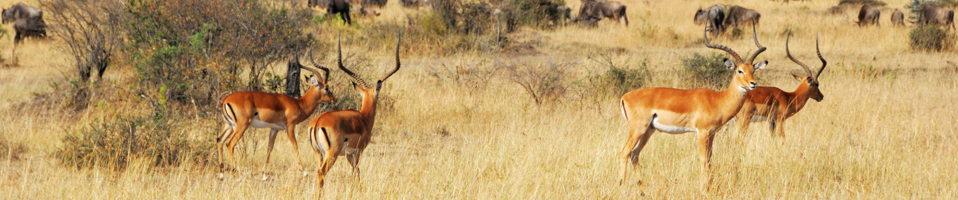 mentions-legales-kenya