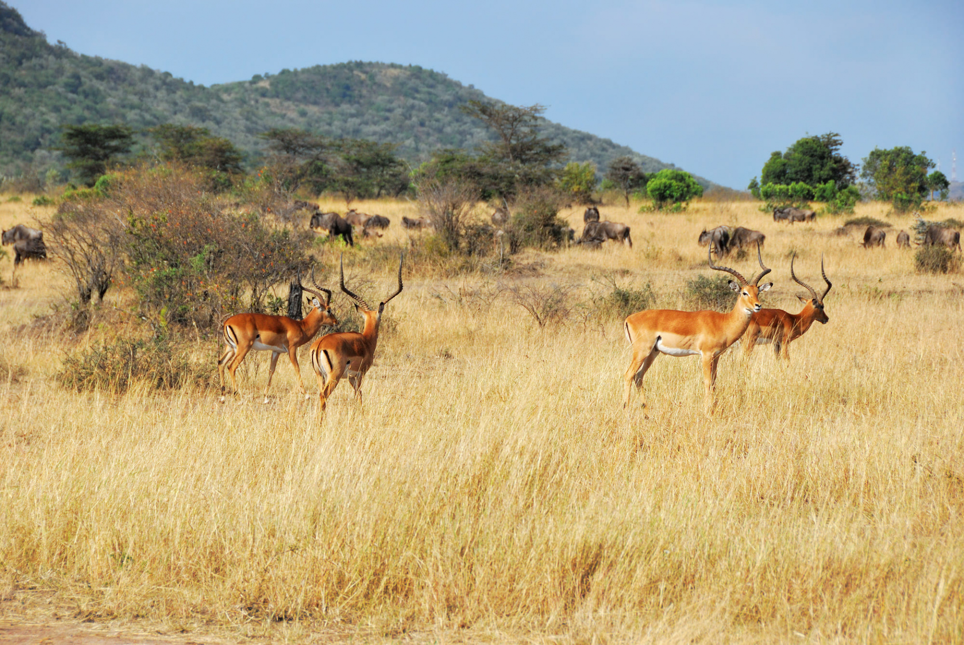 mentions-legales-kenya