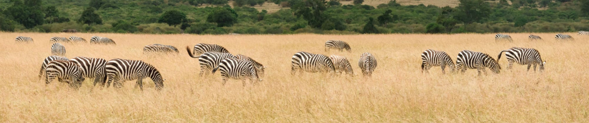 pourquoi-safari-kenya