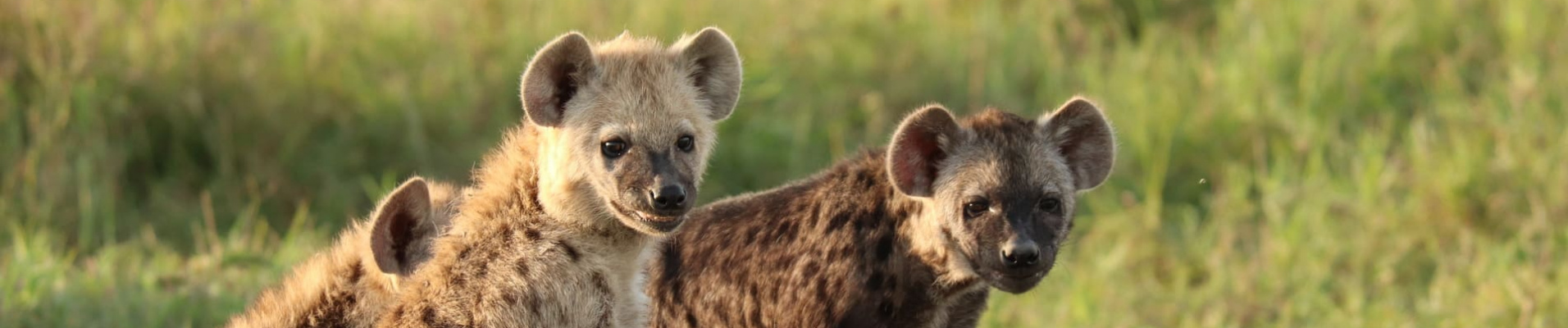 spotted-hyena-cubs