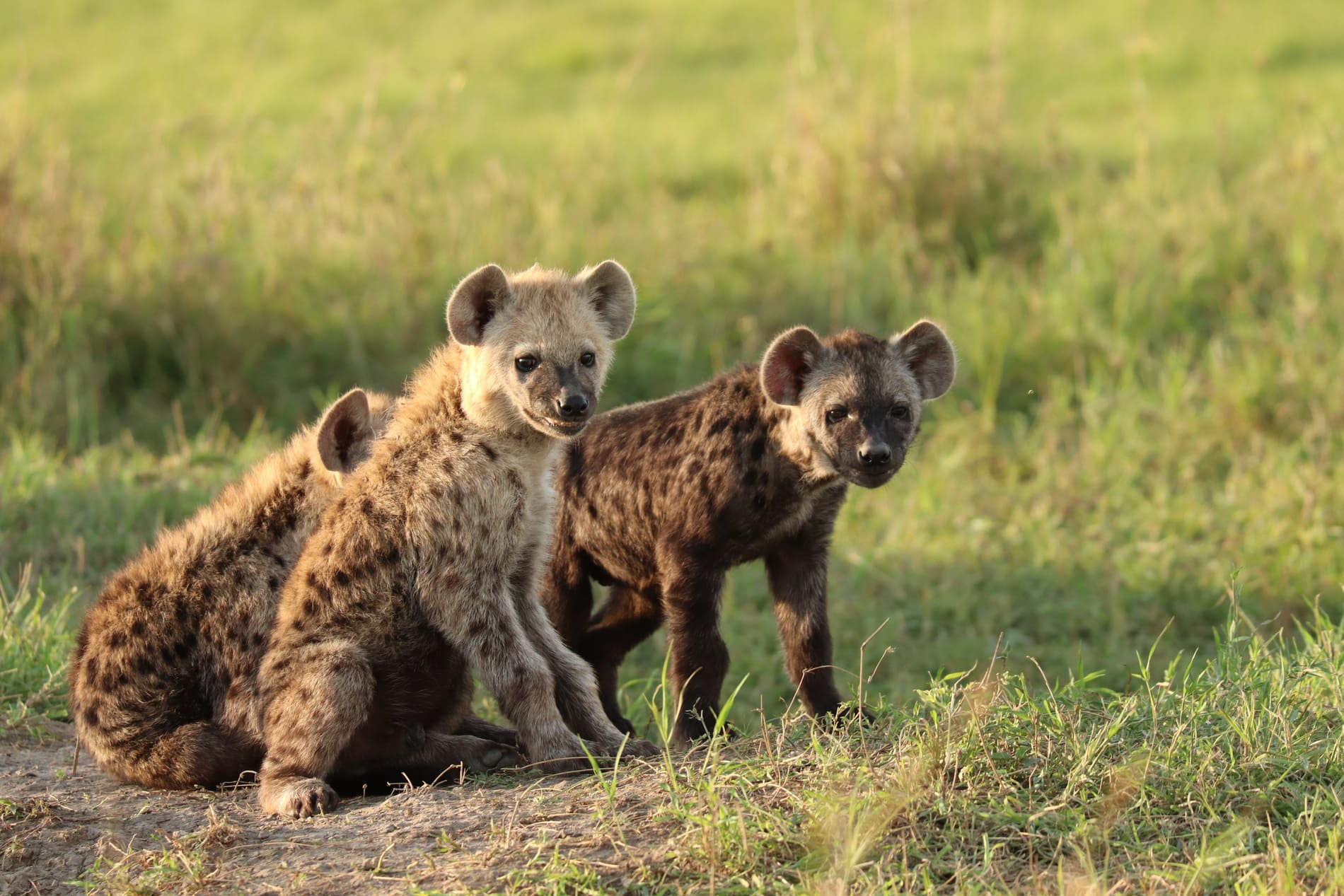 spotted-hyena-cubs