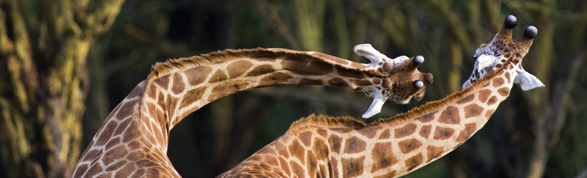 torsion-de-girafe