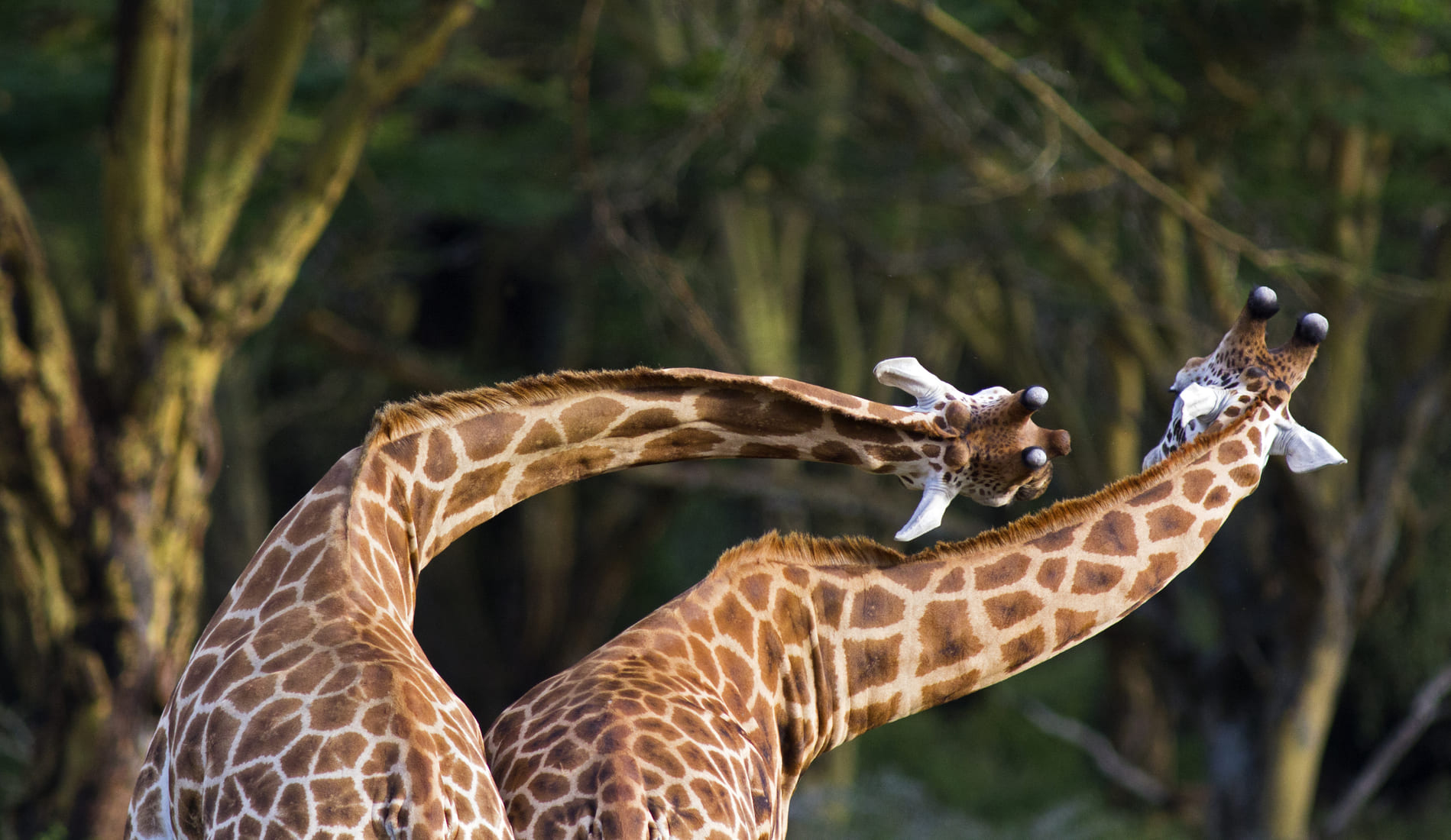 torsion-de-girafe
