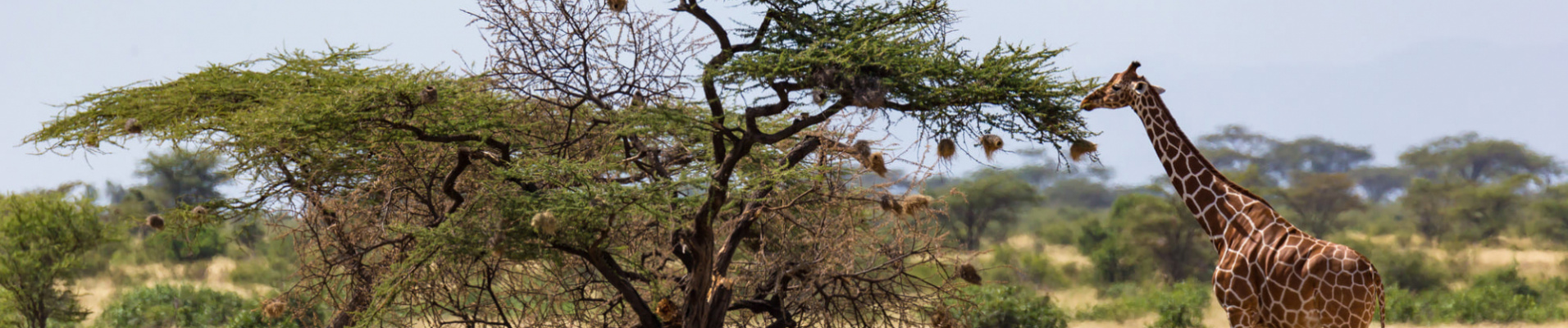 tout-savoir-kenya