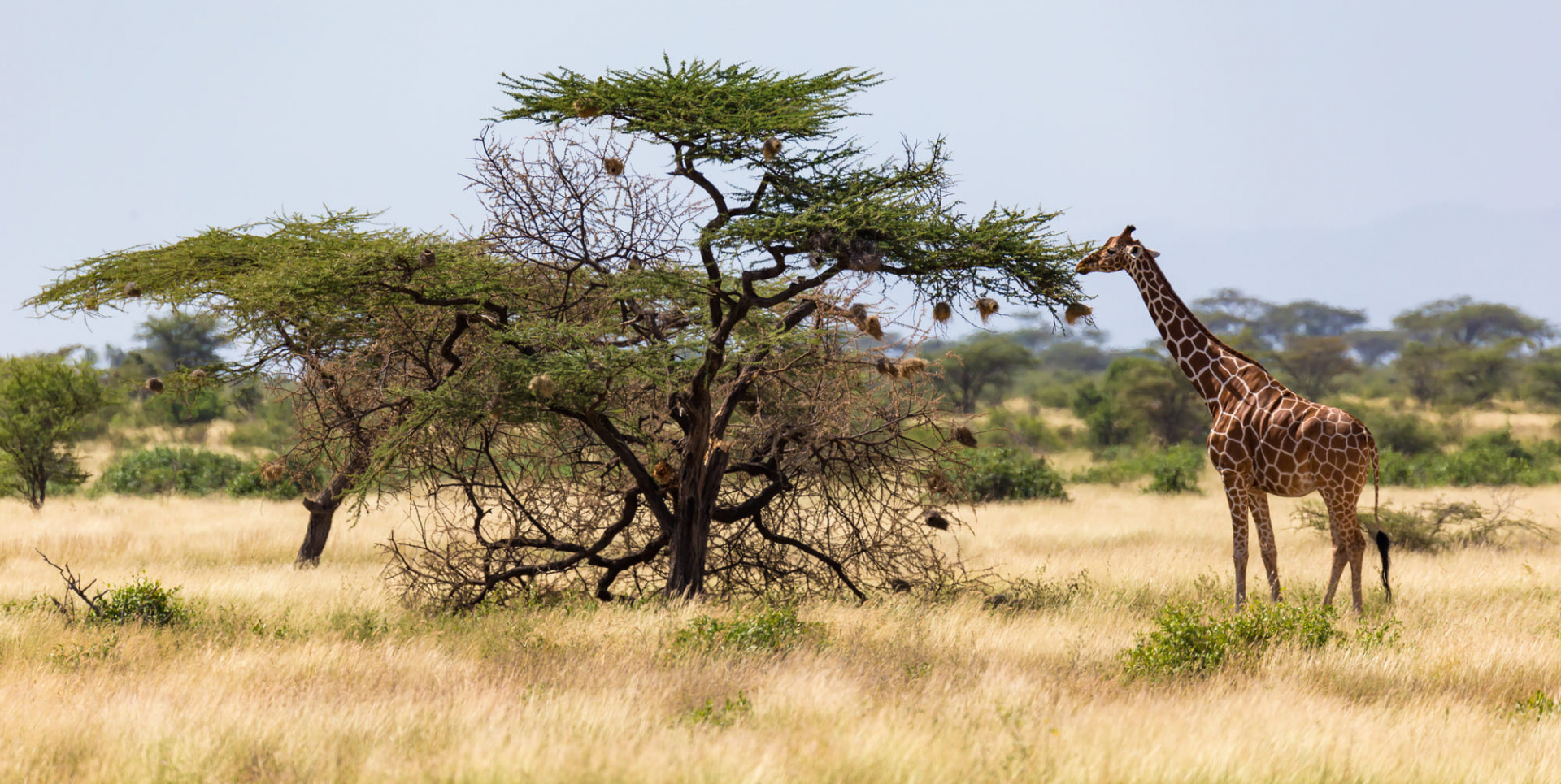 tout-savoir-kenya