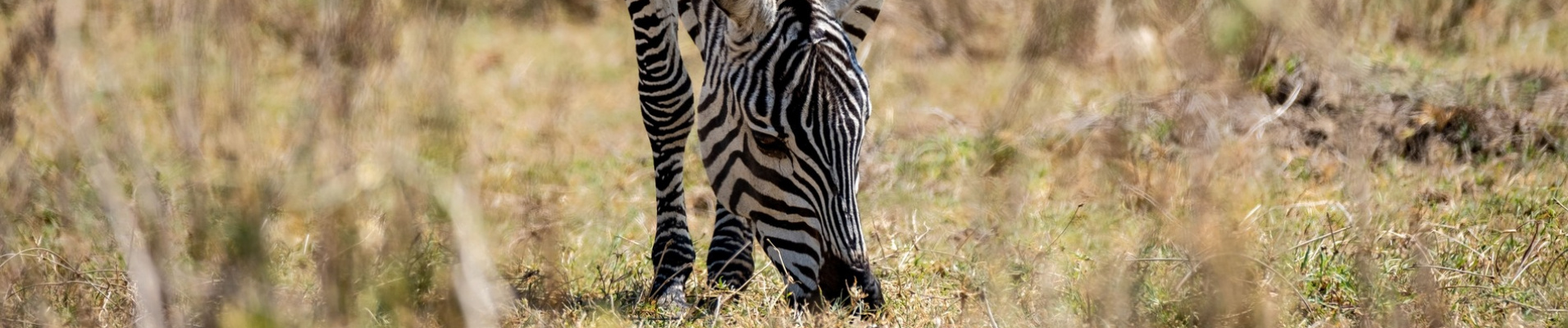 zebra-grazing