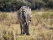 zebra-grazing