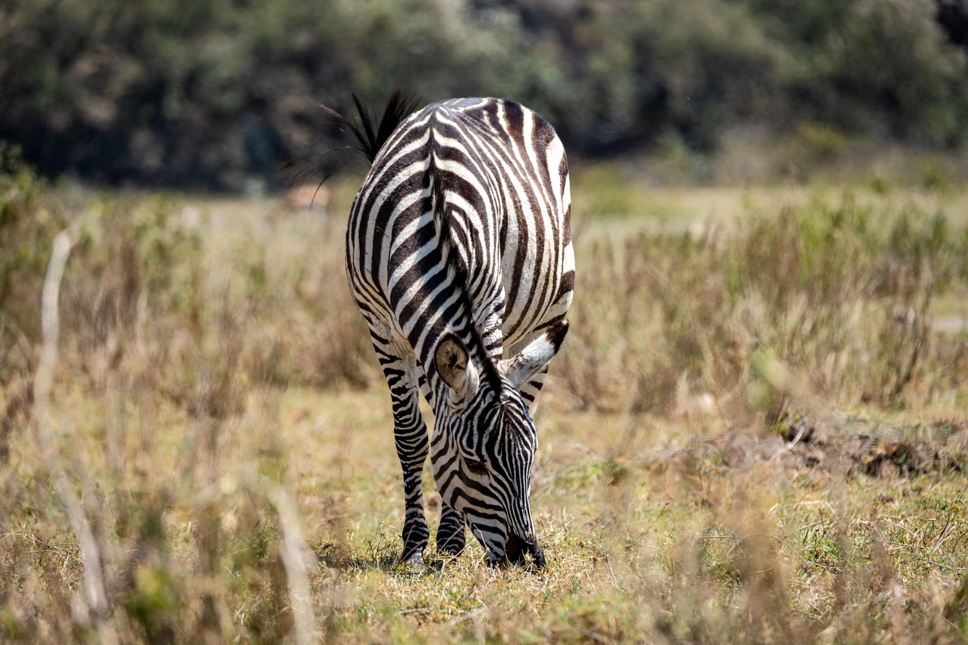 zebra-grazing