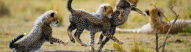 bebes-guepards-kenya