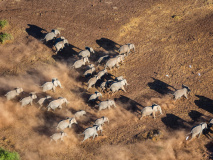 Eléphants à Amboseli