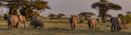 elephants-amboseli-kenya