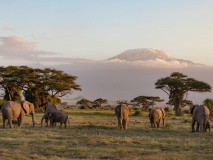 Eléphants à Amboseli