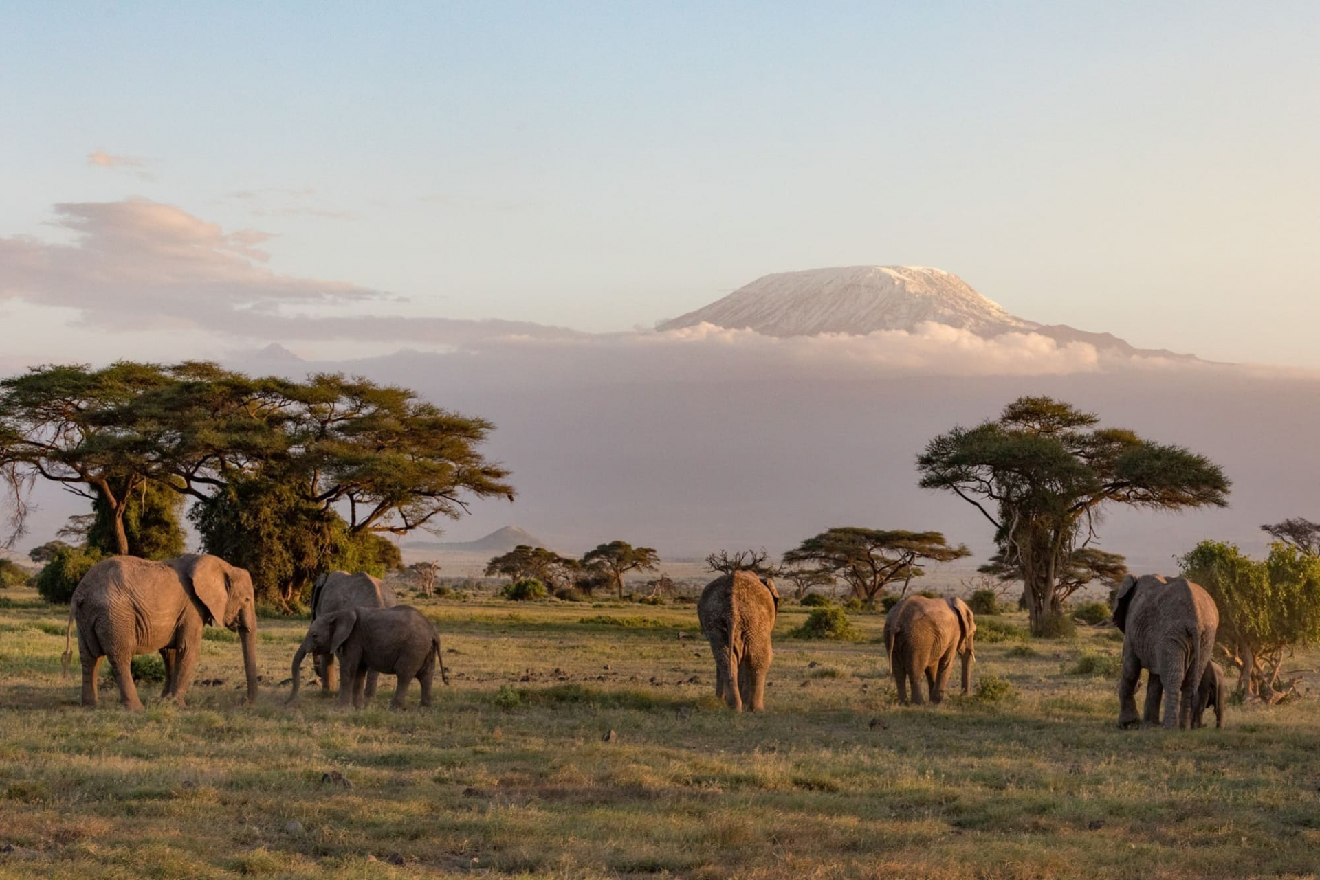 elephants-amboseli-kenya