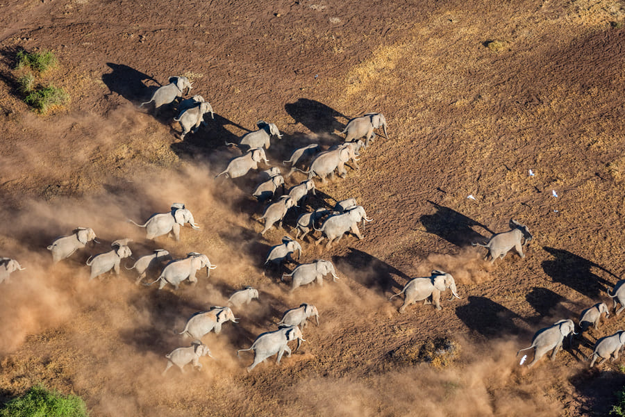 Eléphants à Amboseli