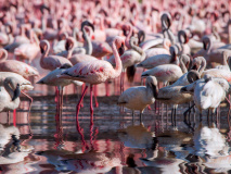 Flamant rose