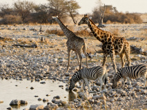 Girafes et zèbres