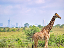 Girafe