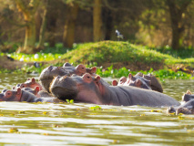 Hippopotame
