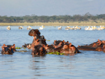 Hippopotames au lac naivasha