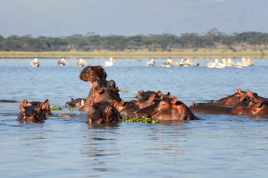 Hippopotames au lac naivasha