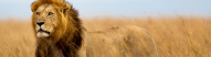 lion-kenya-masai-mara