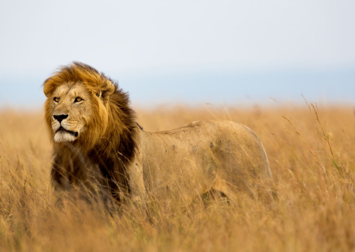 lion-kenya-masai-mara