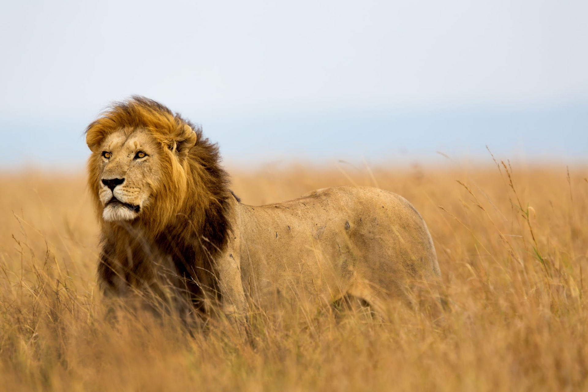 lion-kenya-masai-mara